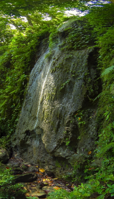 image ป่าดิบชื้น