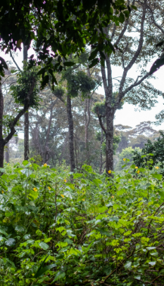 image ป่าเต็งรัง