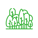 image ป่าสนเขา