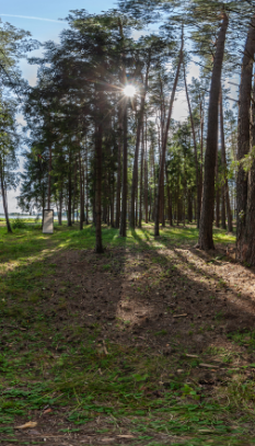 image ป่าสนเขา