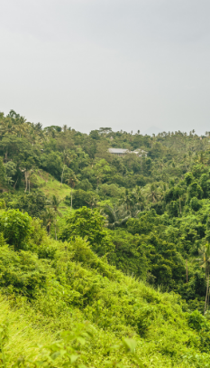 image ป่าเบญจพรรณ