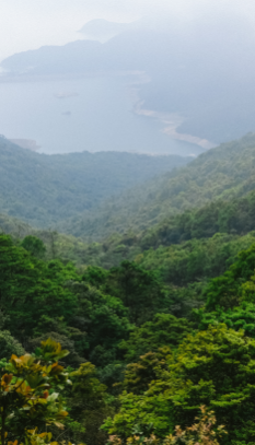 image ป่าดิบเขา