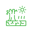 image ป่าดิบแล้ง