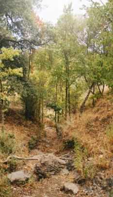 image ป่าดิบแล้ง