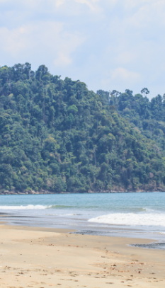 image ป่าชายหาด