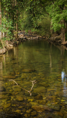 image ป่าพรุ