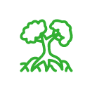 image ป่าชายเลน