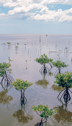 image ป่าชายเลน